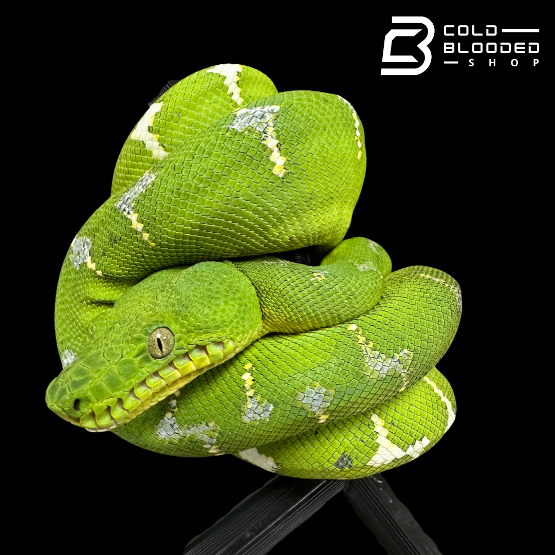 Yearling Emerald Tree Boa - Corallus caninus