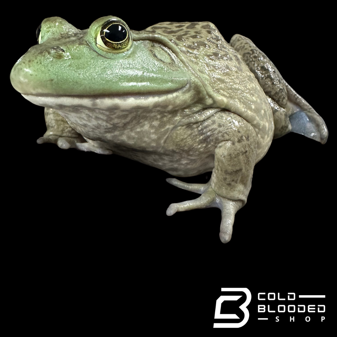 American bullfrog - Lithobates catesbeianus