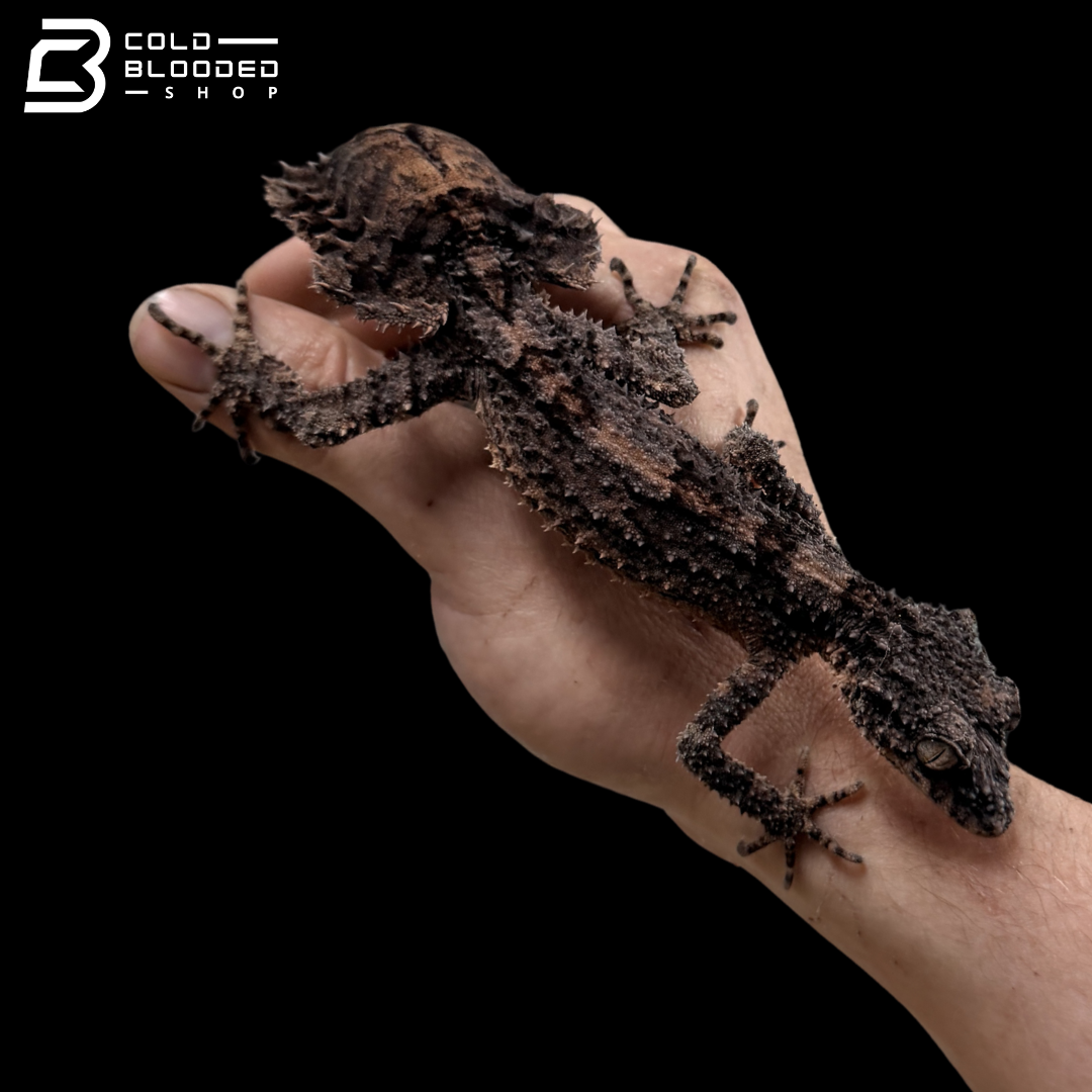 Rough-Throated Leaf-Tailed gecko - Saltuarius salebrosus
