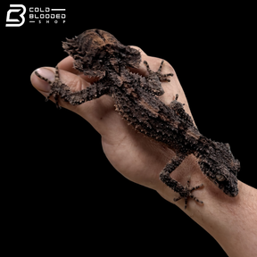 Rough-Throated Leaf-Tailed gecko - Saltuarius salebrosus