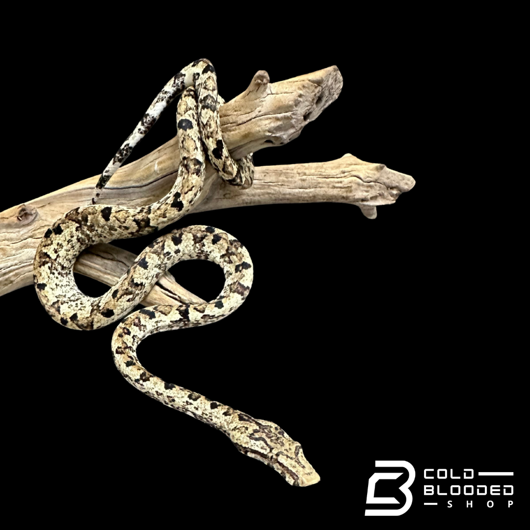 Indonesian Tree Boas - Candoia carinata