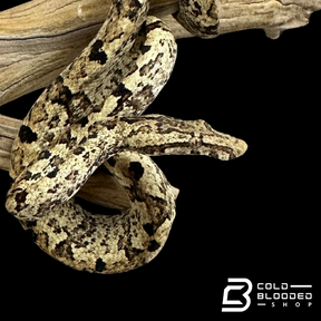 Indonesian Tree Boas - Candoia carinata