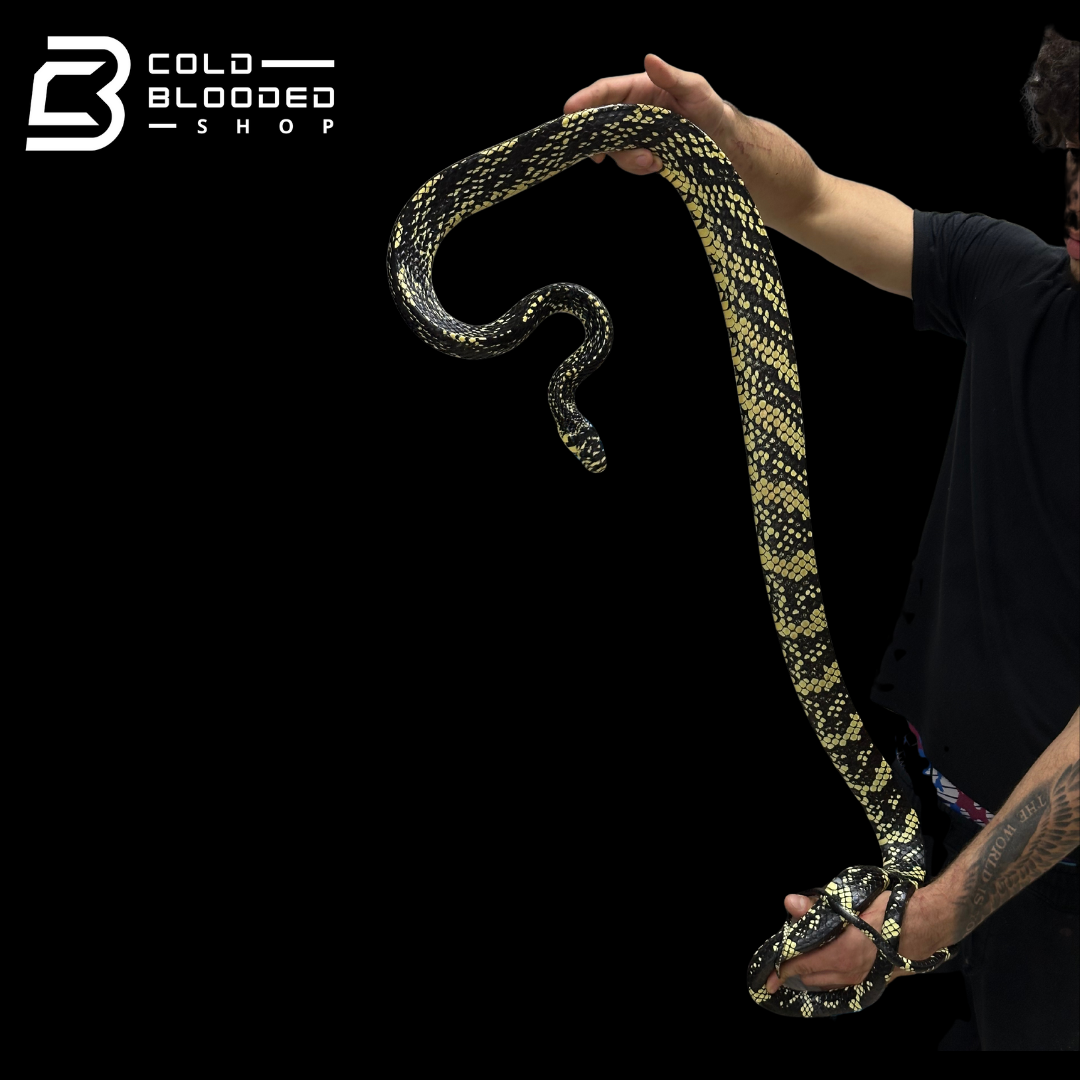 HIgh yellow! male Nicaraguan Tiger Rat Snake - Spilotes pullatus