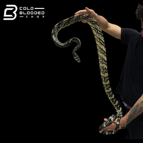 HIgh yellow! male Nicaraguan Tiger Rat Snake - Spilotes pullatus