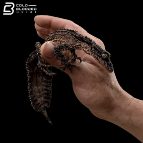 Rough-Throated Leaf-Tailed gecko - Saltuarius salebrosus