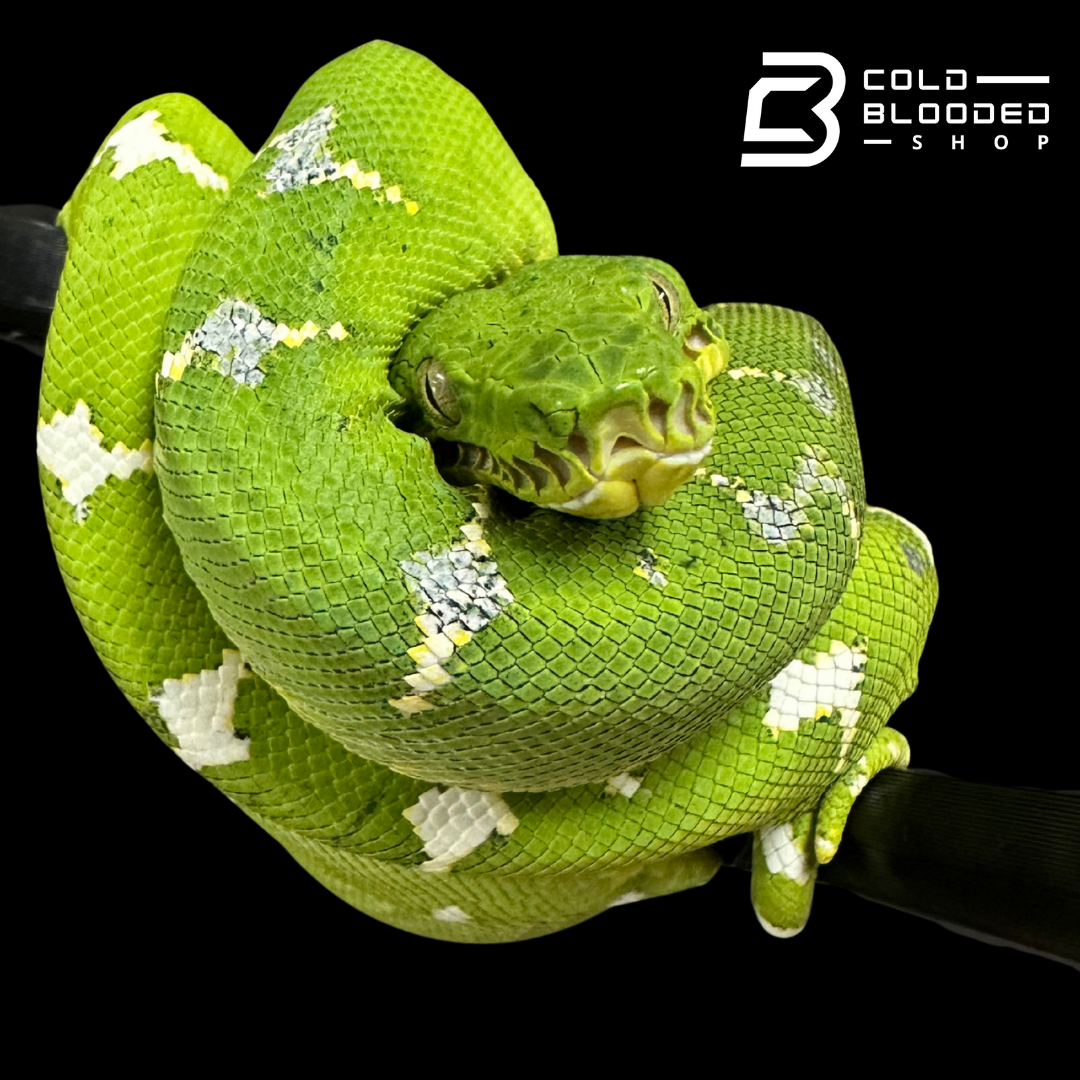 Yearling Emerald Tree Boa - Corallus caninus