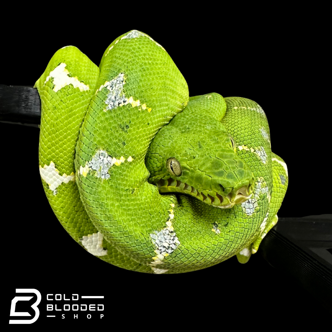 Yearling Emerald Tree Boa - Corallus caninus