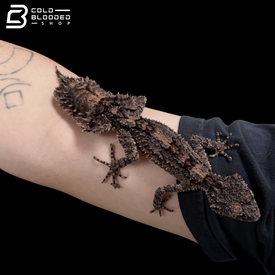 Rough-Throated Leaf-Tailed gecko - Saltuarius salebrosus