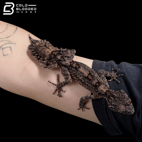 Rough-Throated Leaf-Tailed gecko - Saltuarius salebrosus