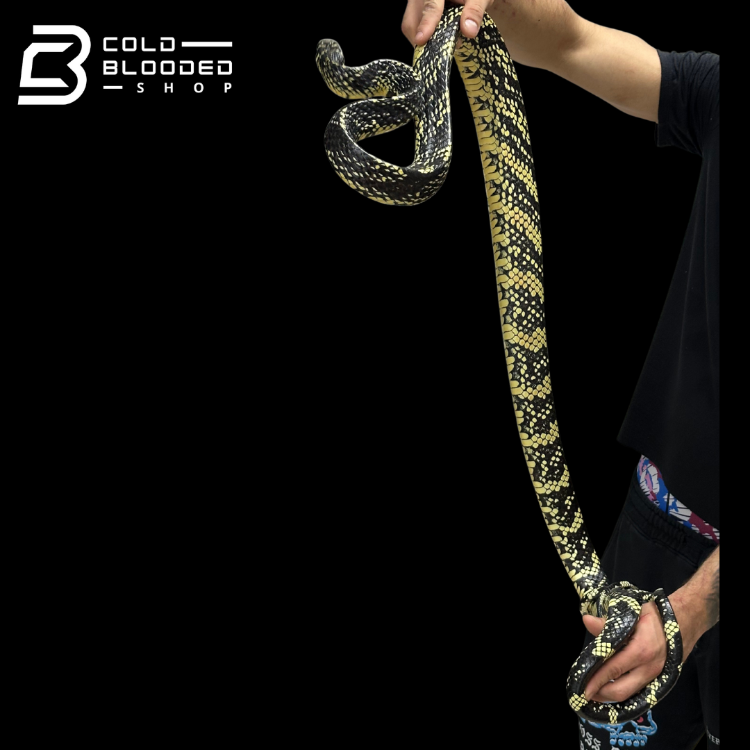 HIgh yellow! male Nicaraguan Tiger Rat Snake - Spilotes pullatus