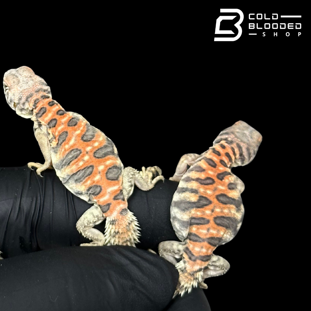 Bebé Uromastyx adornado