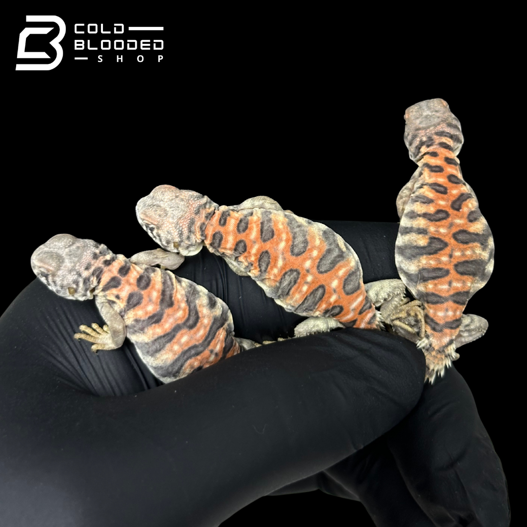 Bebé Uromastyx adornado