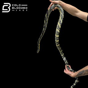 HIgh yellow! male Nicaraguan Tiger Rat Snake - Spilotes pullatus