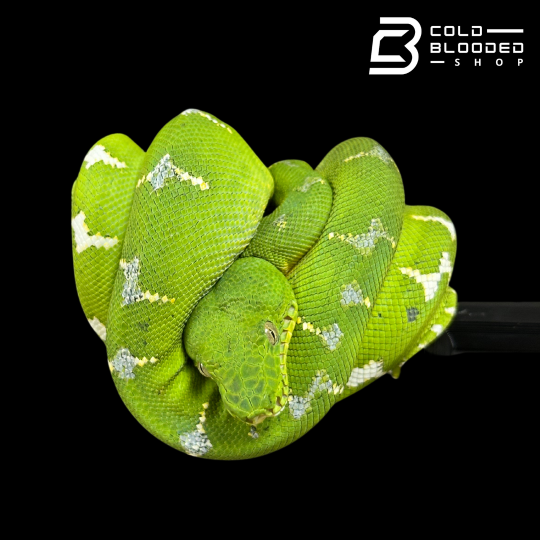 Yearling Emerald Tree Boa - Corallus caninus