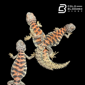Bebé Uromastyx adornado