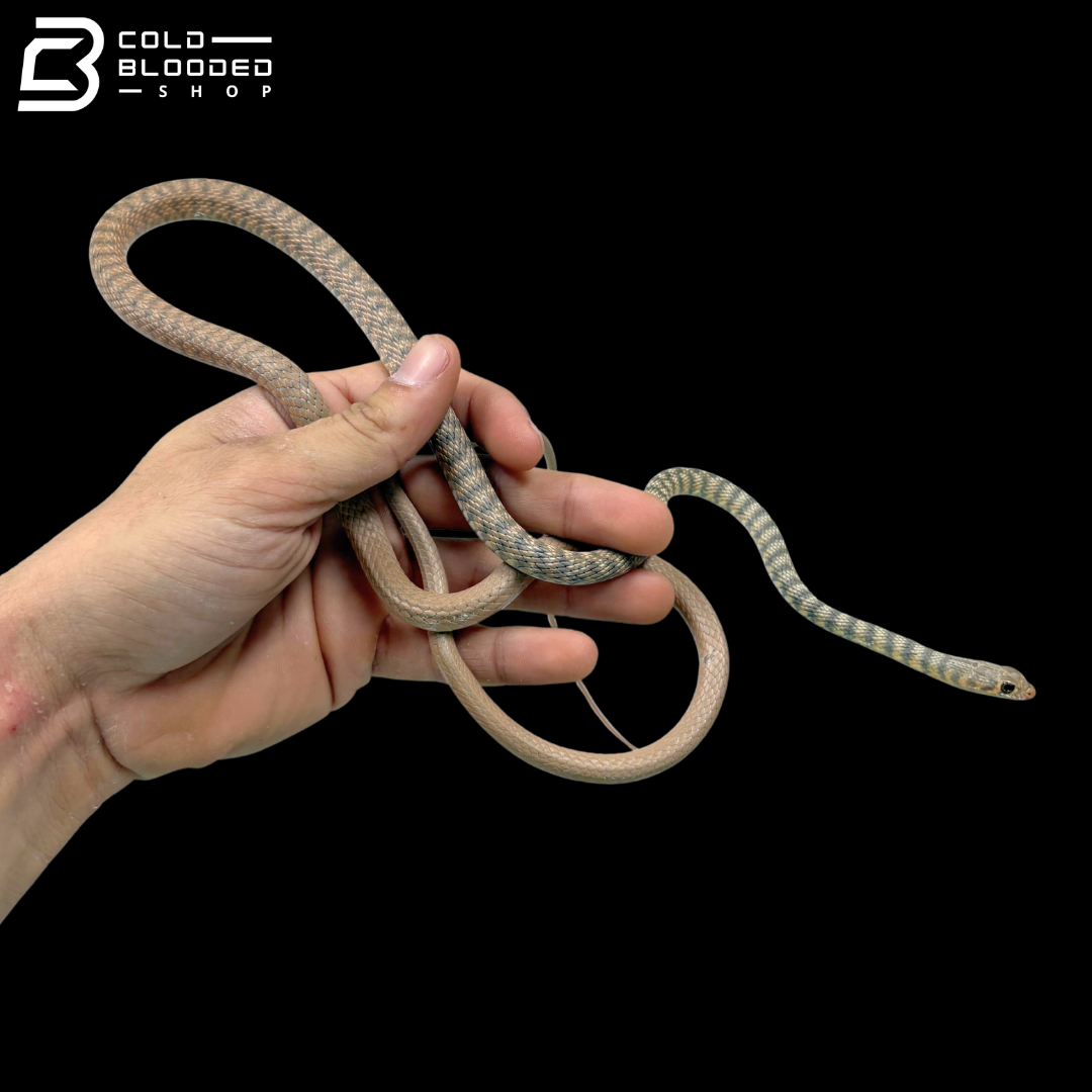 Saharan Racers - Platyceps Saharicus