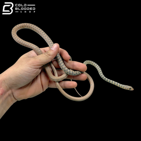 Saharan Racers - Platyceps Saharicus