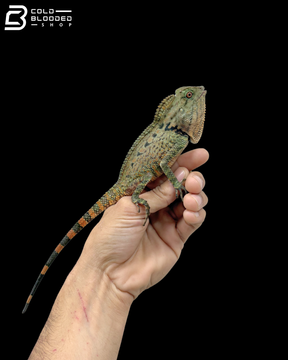 Green Doria's Angle-headed Lizards - Gonocephalus Doriae