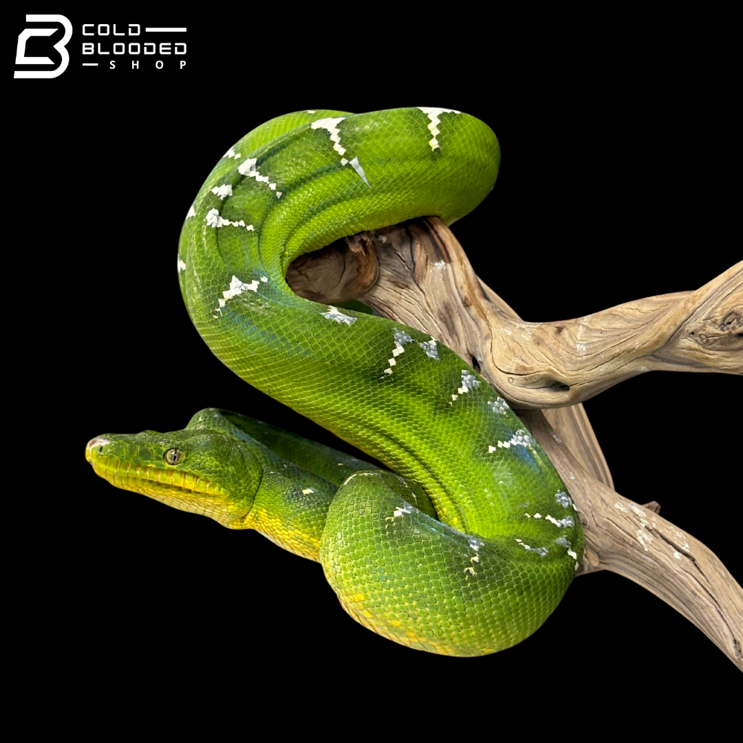 Adult Male Emerald Tree Boa - Corallus Caninus