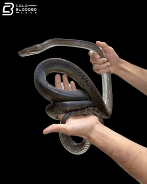 Male Tanimbar Python - Simalia Nauta