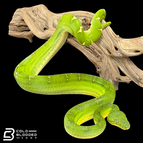 High Yellow Emerald Tree Boa - Corallus Caninus