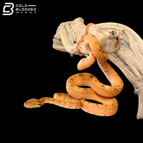 Female White Blotch Orange Amazon Tree Boa - Corallus Hortulanus