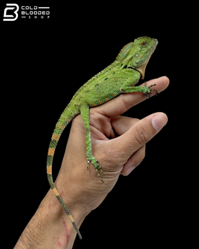 Green Doria's Angle-headed Lizards - Gonocephalus Doriae