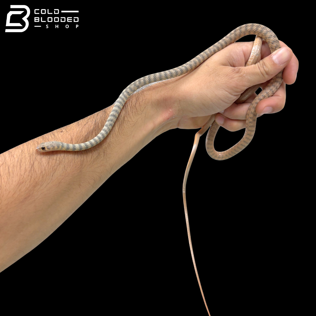 Saharan Racers - Platyceps Saharicus