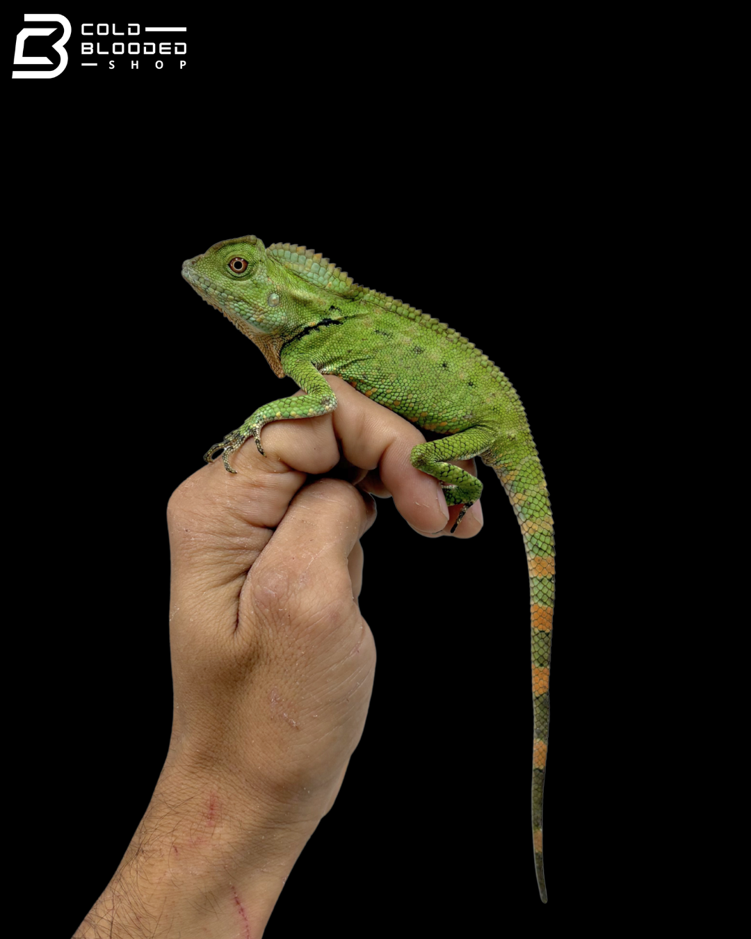 Green Doria's Angle-headed Lizards - Gonocephalus Doriae
