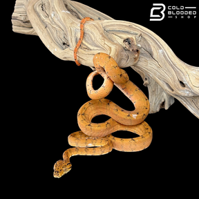 Female White Blotch Orange Amazon Tree Boa - Corallus Hortulanus