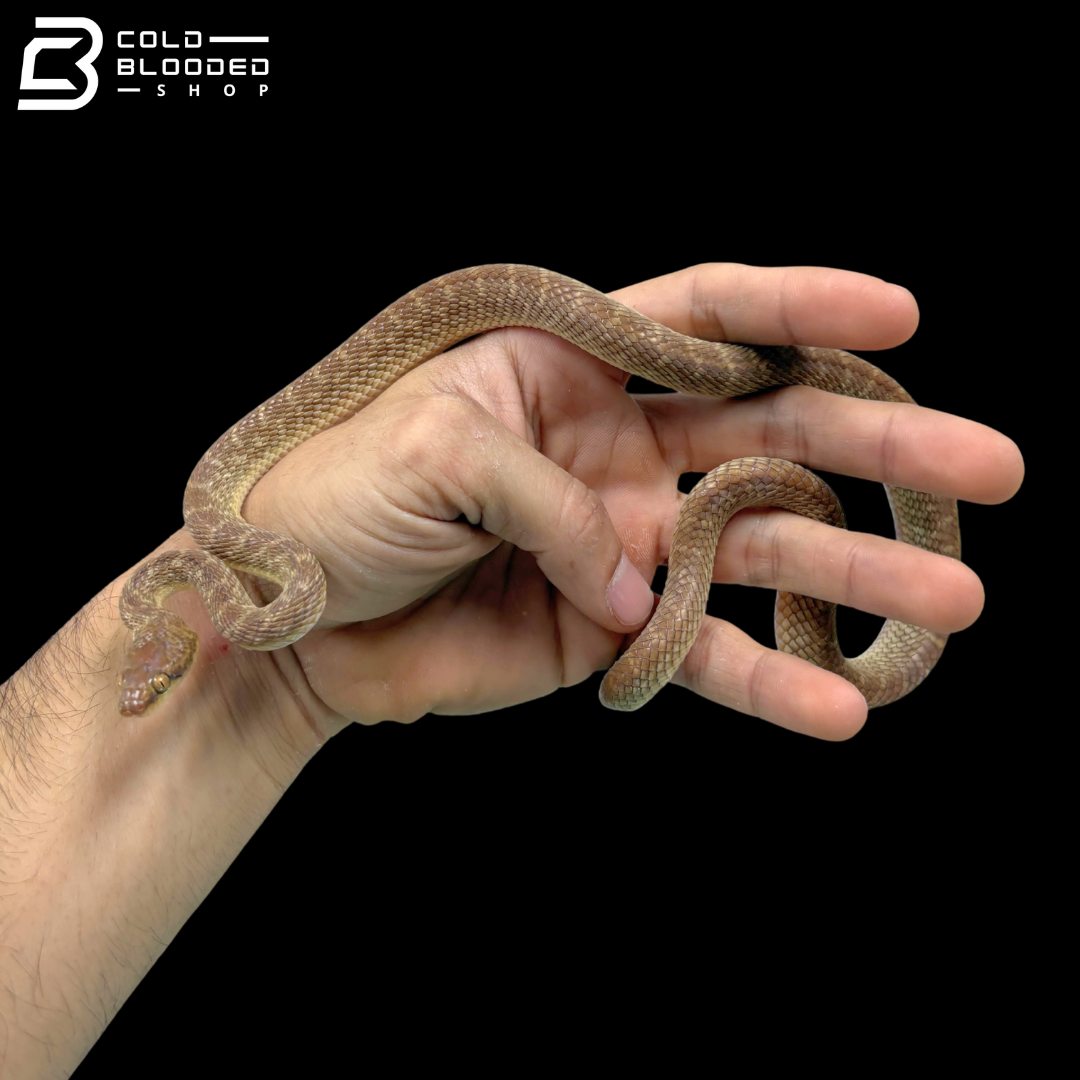 Arabian Cat Snakes - Telescopus dhara