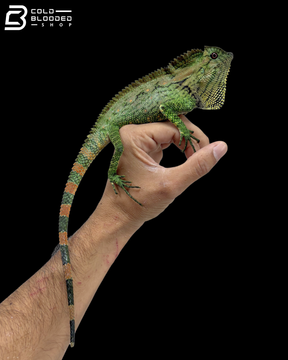 Abbott's Crested Lizards - Gonocephalus Doriae Abbotti
