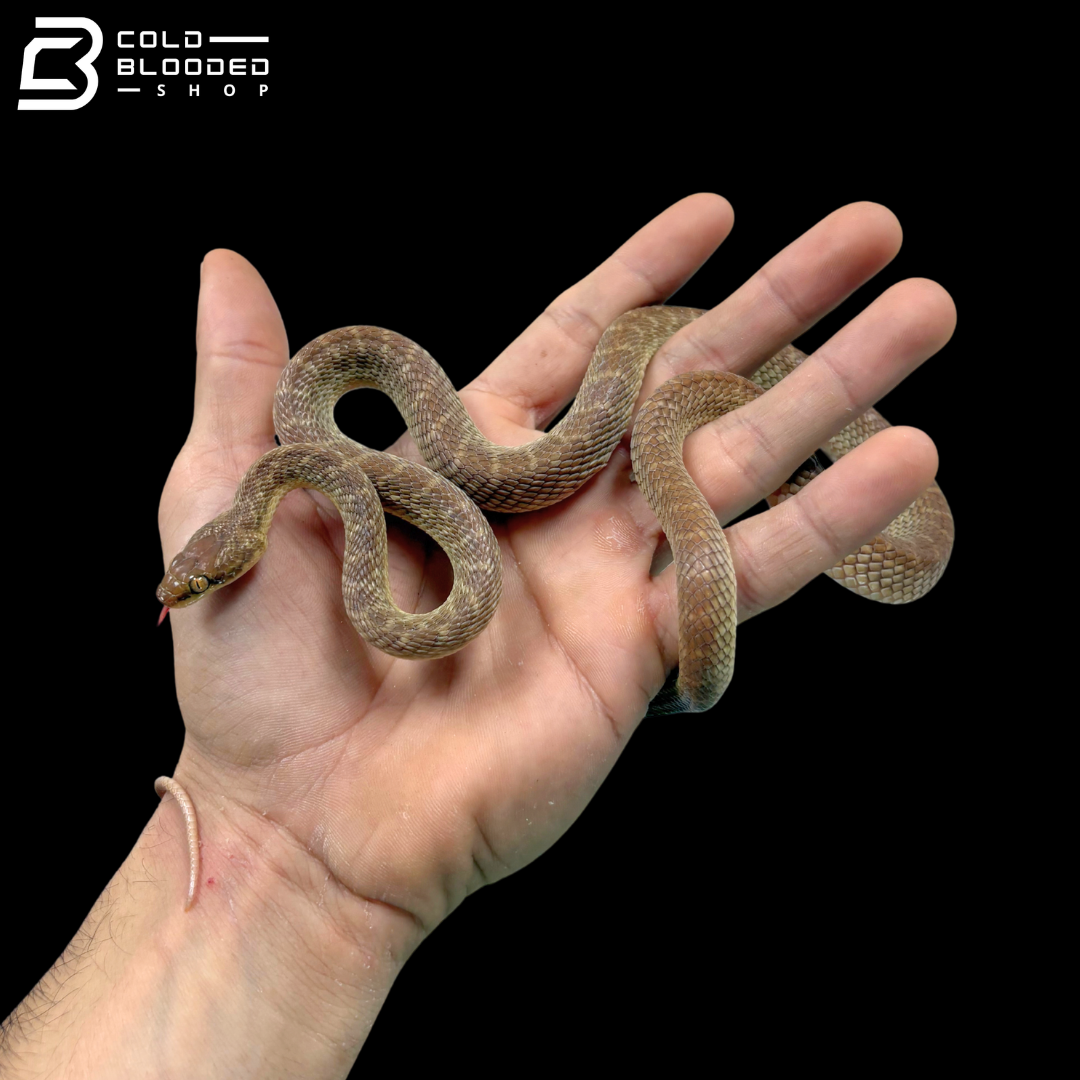 Arabian Cat Snakes - Telescopus dhara
