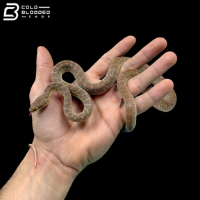 Arabian Cat Snakes - Telescopus dhara