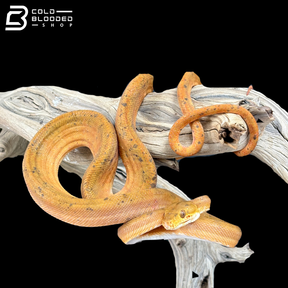 Male Orange Amazon Tree Boa - Corallus Hortulanus