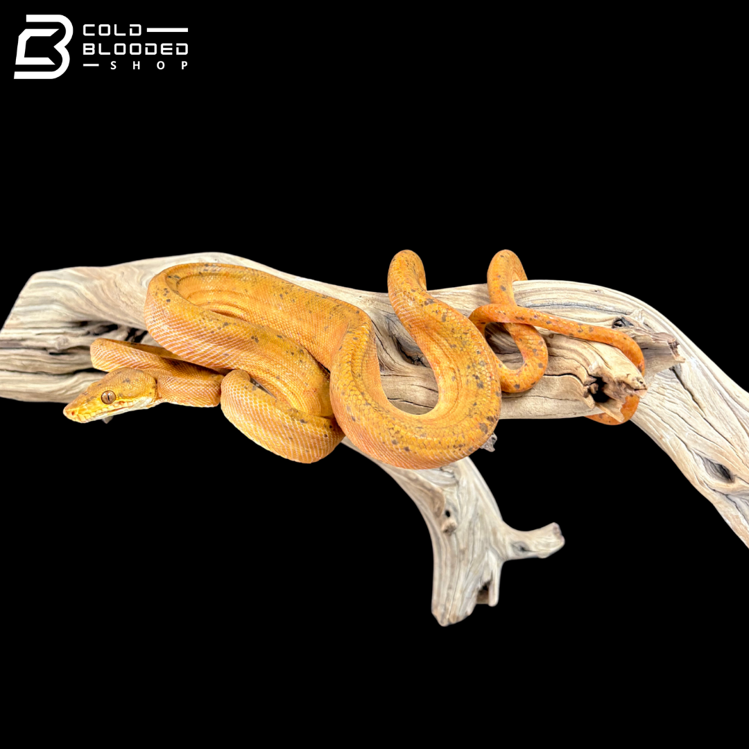 Male Orange Amazon Tree Boa - Corallus Hortulanus