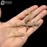 Baby Dune Geckos - Stenodactylus petrii