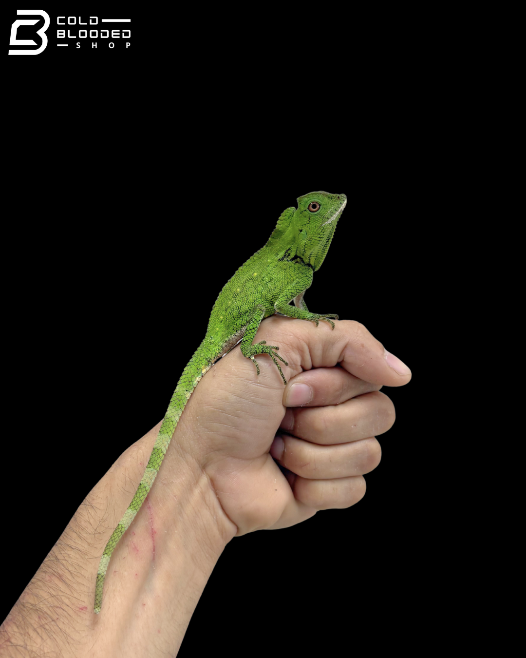 Abbott's Crested Lizards - Gonocephalus Doriae Abbotti