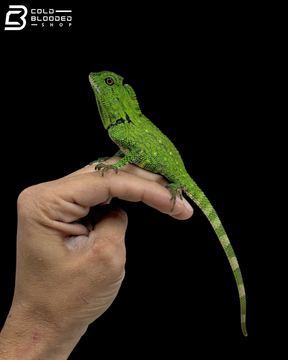 Abbott's Crested Lizards - Gonocephalus Doriae Abbotti