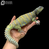 Huge Green\High Yellow Ornate Uromastyx - Uromastyx Ornata