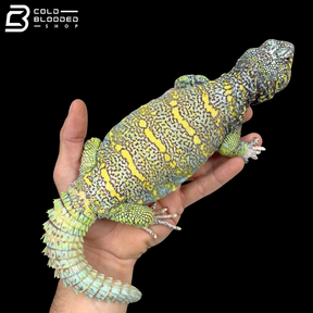 Huge Green\High Yellow Ornate Uromastyx - Uromastyx Ornata