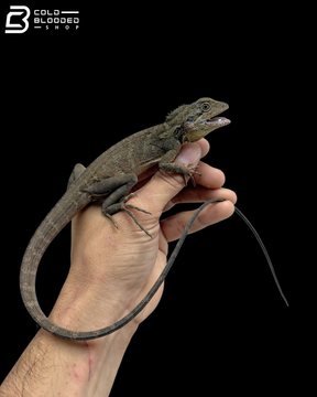Bruijn Forest Dragons - Hypsilurus Bruijnii