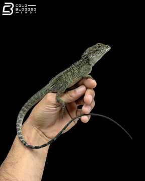 Bruijn Forest Dragons - Hypsilurus Bruijnii