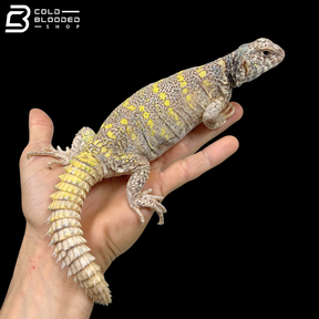 High Yellow Female Ornate Uromastyx - Uromastyx Ornata