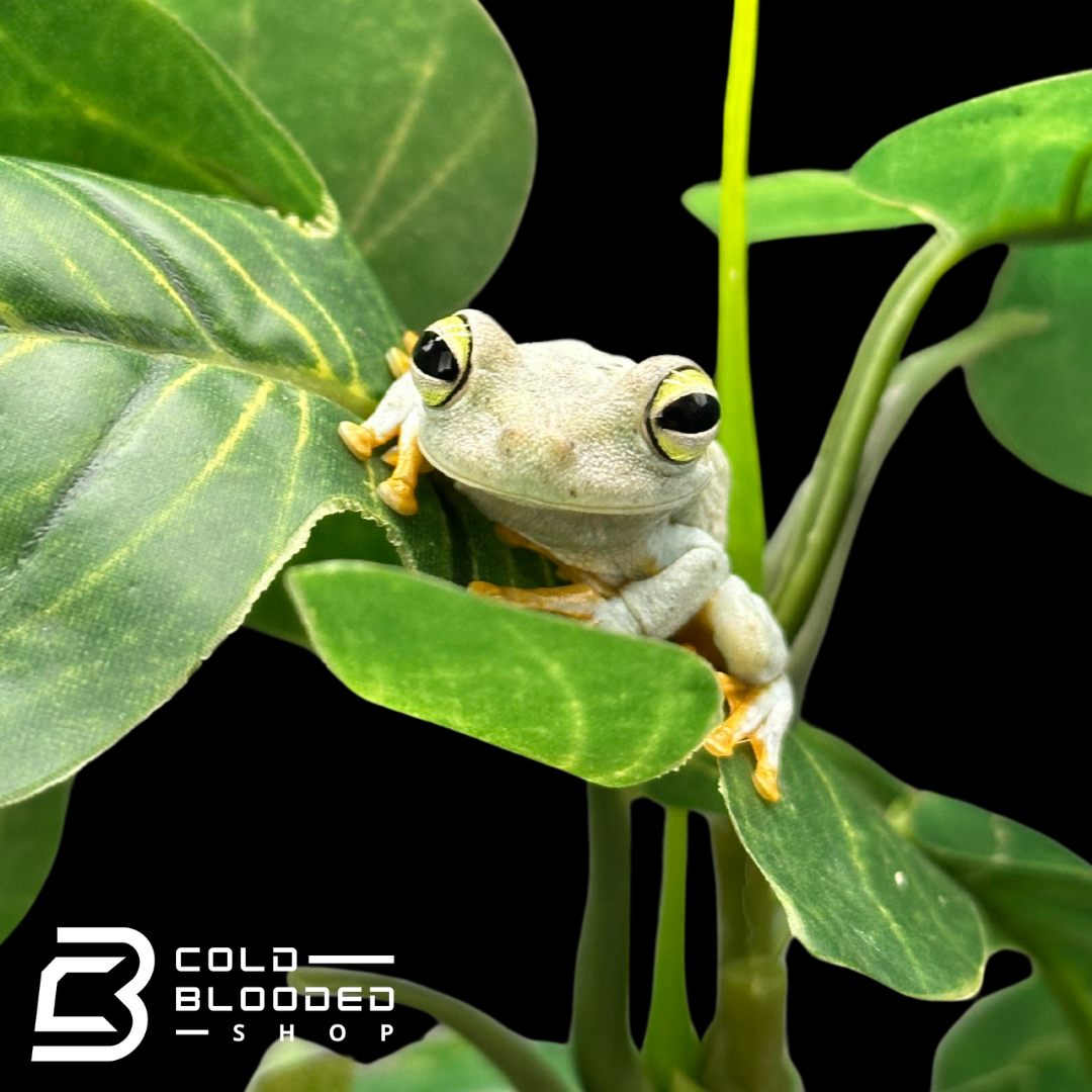 Emerald-Eyed Tree Frogs - Hypsiboas crepitans