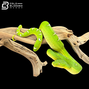 Adult Female Emerald Tree Boa - Corallus Caninus