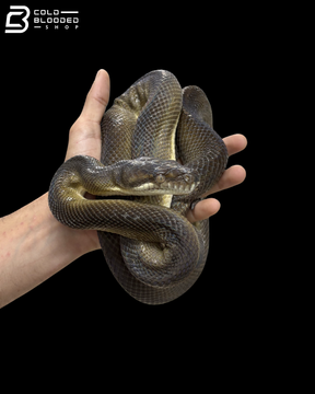 Golden Female Tanimbar Python - Simalia Nauta