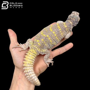 High Yellow Female Ornate Uromastyx - Uromastyx Ornata
