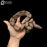 Suriname Red Tailed Boa Constrictors - Boa constrictor constrictor