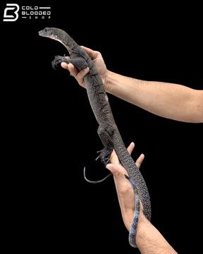 Adult Jayapura Peach-throated Monitor - Varanus Jobiensis